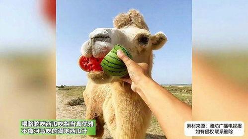 骆驼吃瓜,骆驼与瓜果的奇妙邂逅