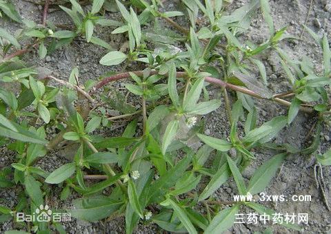 吃瓜草,探寻民间美食的奥秘